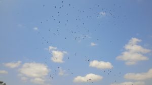 native bees