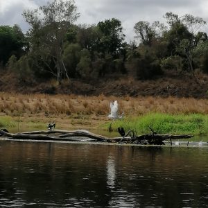Resident White Cormorant